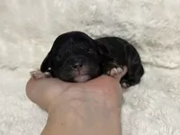 Boots, a male Cavapoo for sale in Campbellsville, KY – Photo 1 of 4