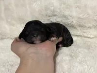 Boots, a male Cavapoo for sale in Campbellsville, KY – Photo 4 of 4