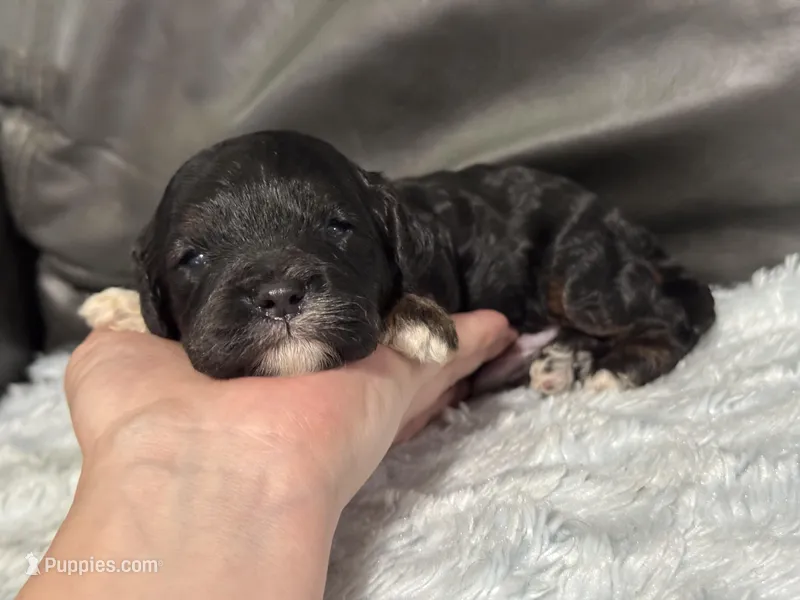 Boots – Cavapoo puppy for sale in Campbellsville, KY