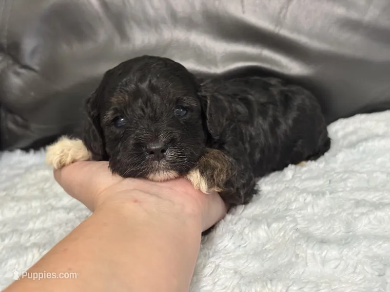 Boots – Cavapoo puppy for sale in Campbellsville, KY