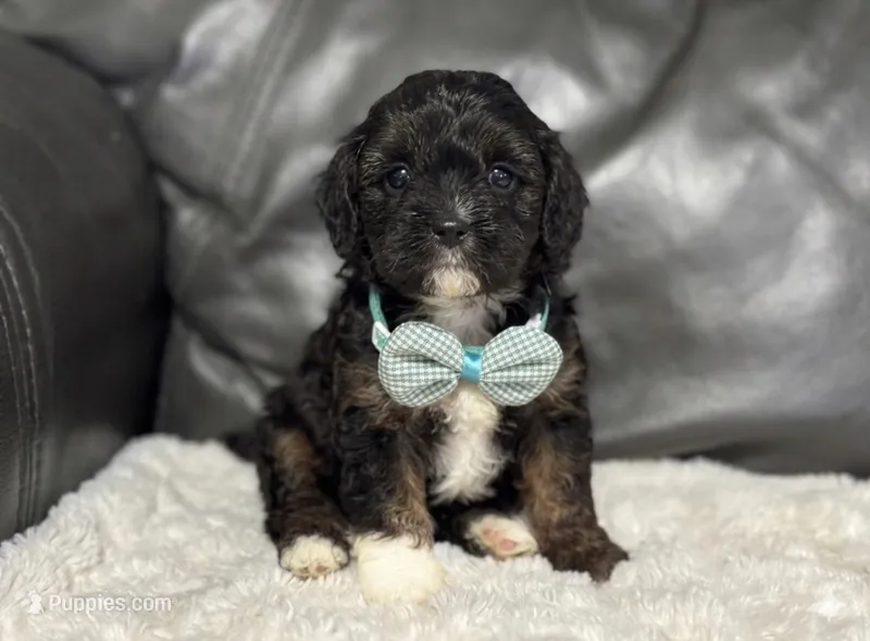 Boots – Cavapoo puppy for sale in Campbellsville, KY
