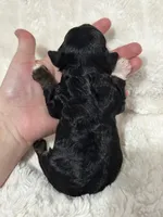 Boots, a male Cavapoo for sale in Campbellsville, KY – Photo 2 of 4