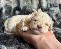 Peaches , a female Poodle - Toy  for sale in Campbellsville, KY – 2 of 8