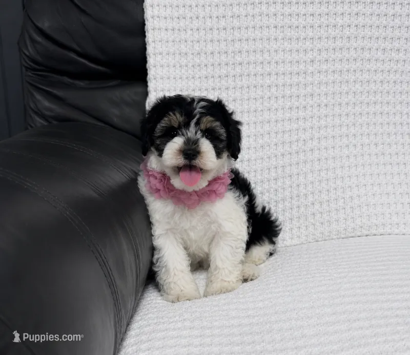 Ensley  – Cavapoo puppy for sale in Campbellsville, KY