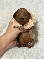 Rosie, a female Cavapoo for sale in Campbellsville, KY – 3 of 3