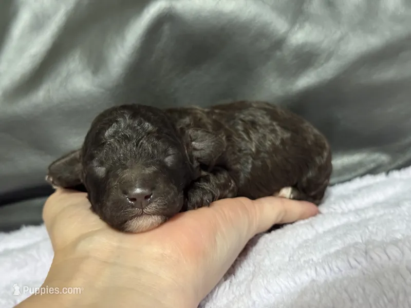 Bodhi – Poodle - Toy  puppy for sale in Campbellsville, KY