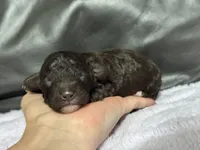 Bodhi, a female Poodle - Toy  for sale in Campbellsville, KY – 1 of 7