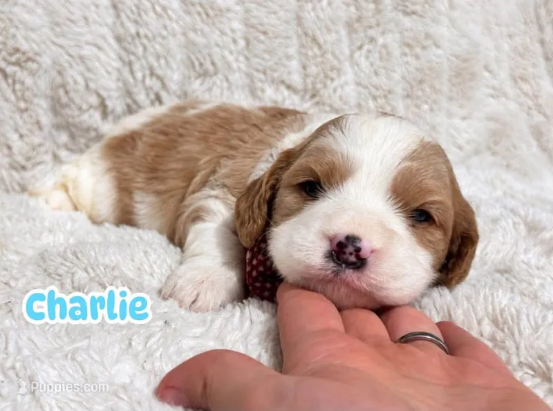 Charlie – Cavapoo puppy for sale in Campbellsville, KY