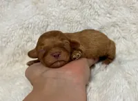 Amigo, a male Cavapoo for sale in Campbellsville, KY – 5 of 6