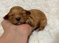 Axel, a male Cavapoo for sale in Campbellsville, KY – 4 of 5