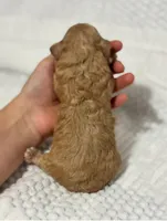 Christmas Blitzen, a male Poodle - Toy  for sale in Campbellsville, KY – 7 of 8