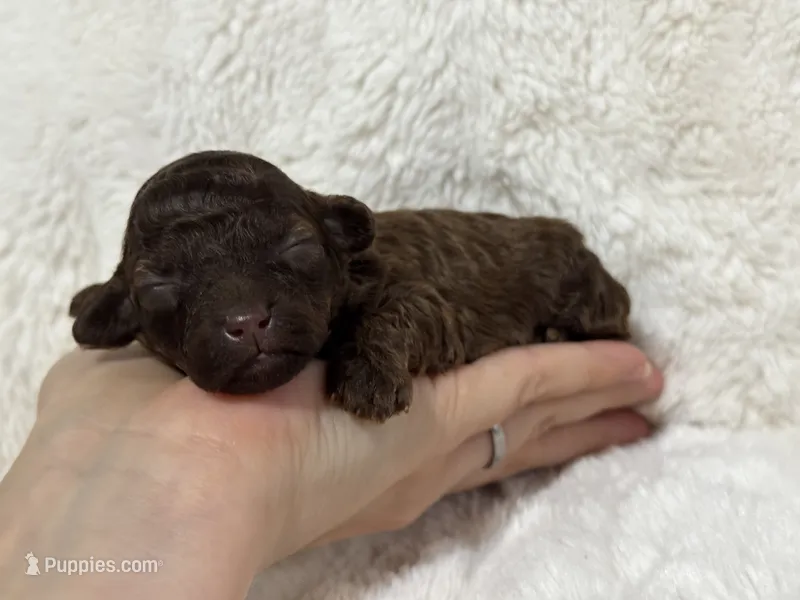 Ellie – Poodle - Toy  puppy for sale in Campbellsville, KY