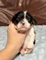 processed/e2a3aa42-cd07-4bd3-af48-027ee9bce3eb/listing/991cf648-cf1b-4bea-b817-e497e2b98281/62f4ed8d-93d9-4147-af05-71ae696ab0b6