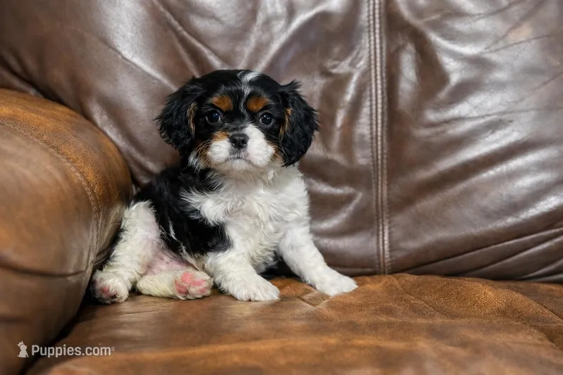 Ziggy – Cavalier King Charles Spaniel puppy for sale in Campbellsville, KY