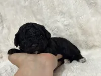 Lovey, a female Poodle - Toy  for sale in Campbellsville, KY – 2 of 2