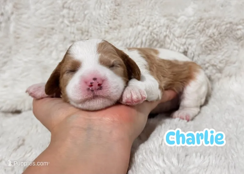 Charlie – Cavapoo puppy for sale in Campbellsville, KY