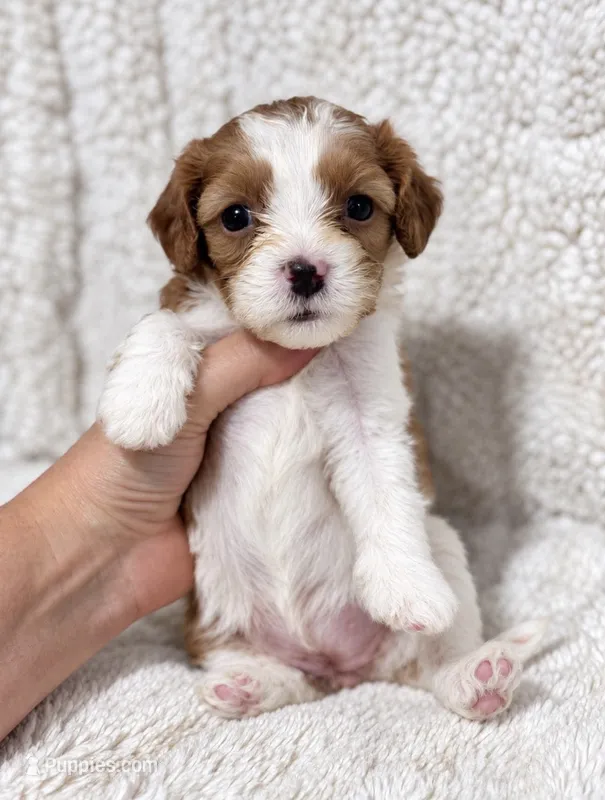 Cleo – Cavapoo puppy for sale in Campbellsville, KY