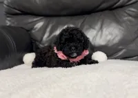 Luvie , a female Cavapoo for sale in Campbellsville, KY – 4 of 5