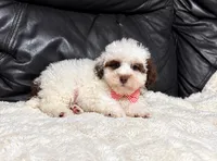 Koda, a male Poodle - Toy  for sale in Campbellsville, KY – 2 of 6
