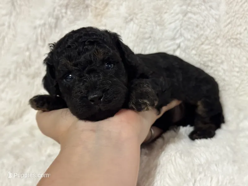 Nessa – Poodle - Toy  puppy for sale in Campbellsville, KY