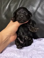 Anchor, a male Cavapoo for sale in Campbellsville, KY – 2 of 3