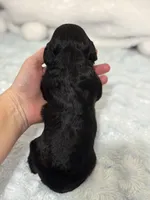 Beau, a male Cavapoo for sale in Campbellsville, KY – Photo 5 of 5