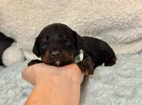 Beau, a male Cavapoo for sale in Campbellsville, KY – Photo 1 of 5