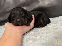 Beau, a male Cavapoo for sale in Campbellsville, KY – Photo 4 of 5