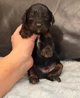 Beau, a male Cavapoo for sale in Campbellsville, KY – Photo 2 of 5