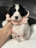 Livia, a female Cavapoo for sale in Campbellsville, KY – 6 of 7