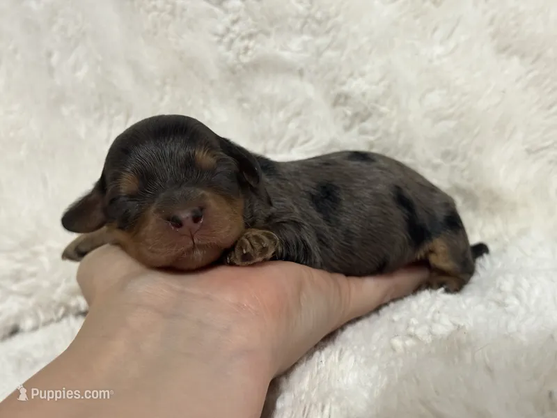 Dusty Dream – Cavapoo puppy for sale in Campbellsville, KY