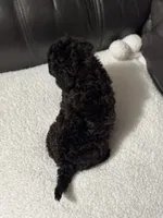 Luvie , a female Cavapoo for sale in Campbellsville, KY – 2 of 5