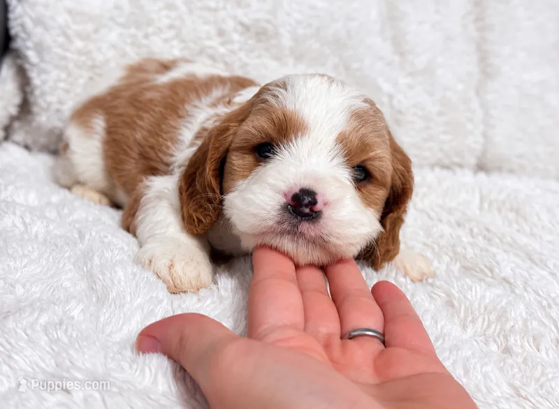 Charlie – Cavapoo puppy for sale in Campbellsville, KY
