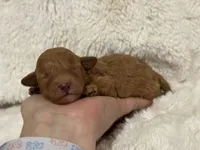 Peach, a female Poodle - Toy  for sale in Campbellsville, KY – Photo 4 of 4