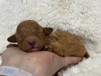 Peach, a female Poodle - Toy  for sale in Campbellsville, KY – Photo 2 of 4