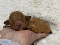 Peach, a female Poodle - Toy  for sale in Campbellsville, KY – Photo 3 of 4