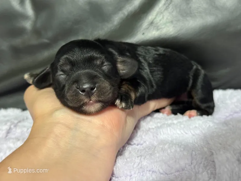 Queen – Cavapoo puppy for sale in Campbellsville, KY