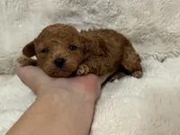 Teddy, a male Poodle - Toy  for sale in Campbellsville, KY – Photo 5 of 7