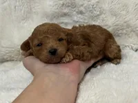 Teddy, a male Poodle - Toy  for sale in Campbellsville, KY – Photo 4 of 7