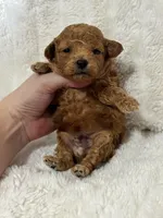 Teddy, a male Poodle - Toy  for sale in Campbellsville, KY – Photo 3 of 7