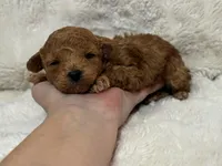 Teddy, a male Poodle - Toy  for sale in Campbellsville, KY – Photo 6 of 7