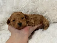 Theo, a male Poodle - Toy  for sale in Campbellsville, KY – Photo 6 of 8