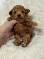 Teddy, a male Poodle - Toy  for sale in Campbellsville, KY – Photo 2 of 7