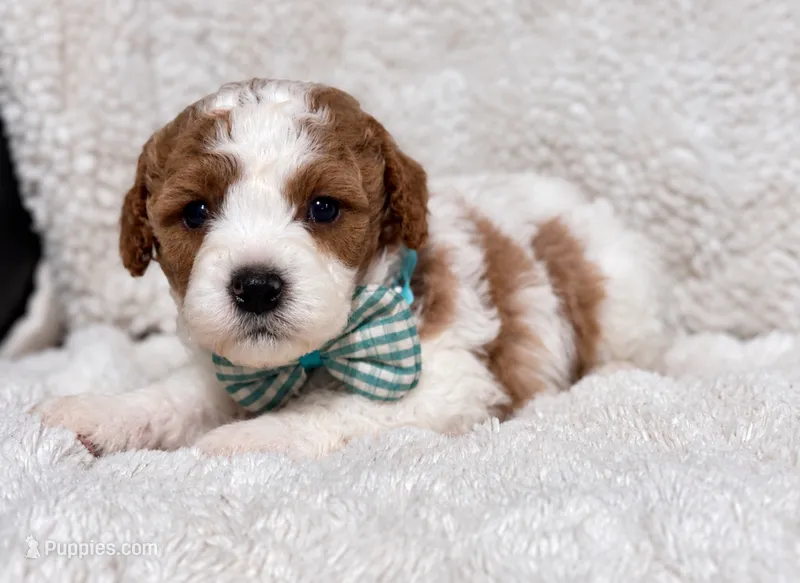Cuddles – Cavapoo puppy for sale in Campbellsville, KY