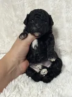 Levi, a male Poodle - Toy  for sale in Campbellsville, KY – 4 of 5