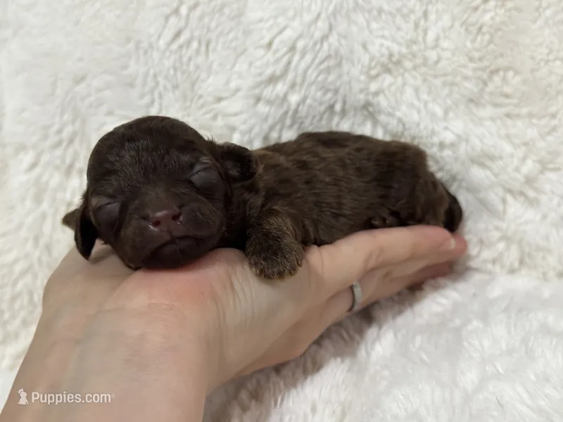 Loki – Poodle - Toy  puppy for sale in Campbellsville, KY
