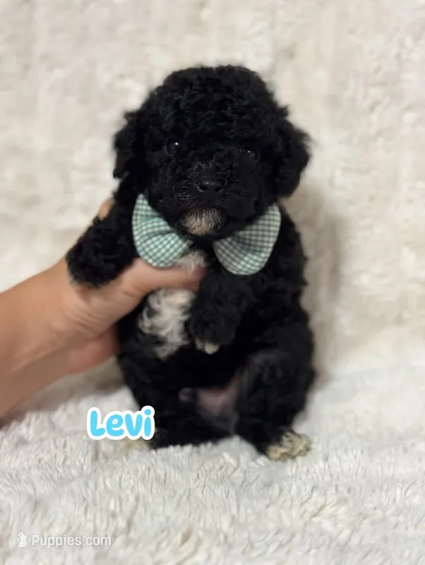 Levi – Poodle - Toy  puppy for sale in Campbellsville, KY