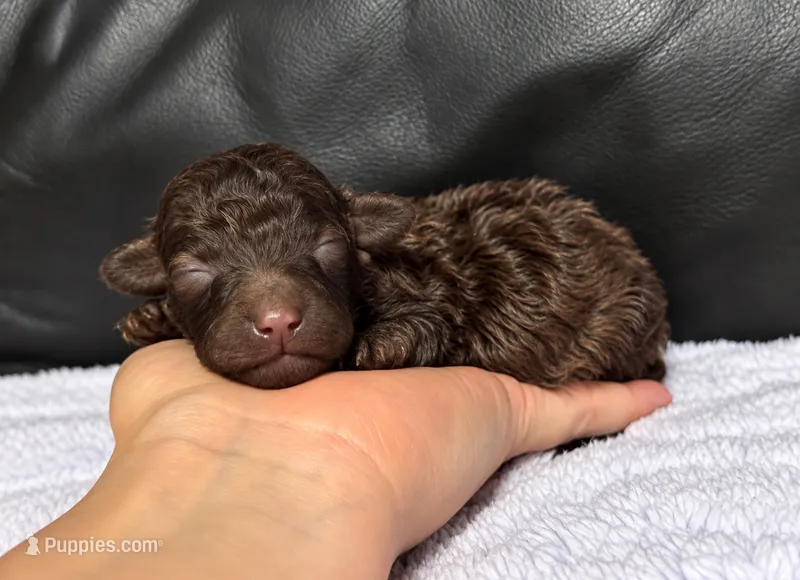 Benny – Poodle - Toy  puppy for sale in Campbellsville, KY