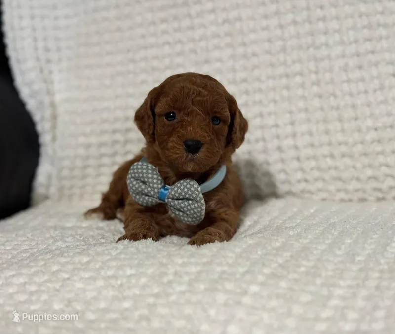 Archie – Cavapoo puppy for sale in Campbellsville, KY