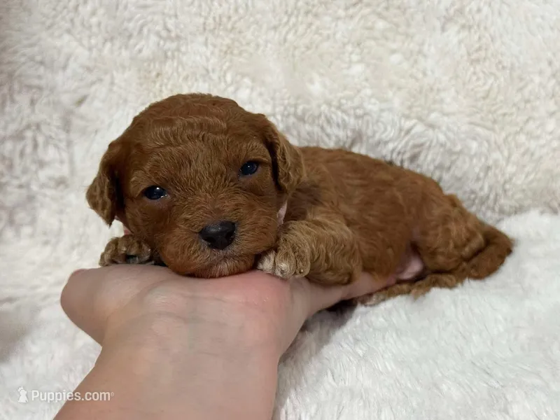 Archie – Cavapoo puppy for sale in Campbellsville, KY